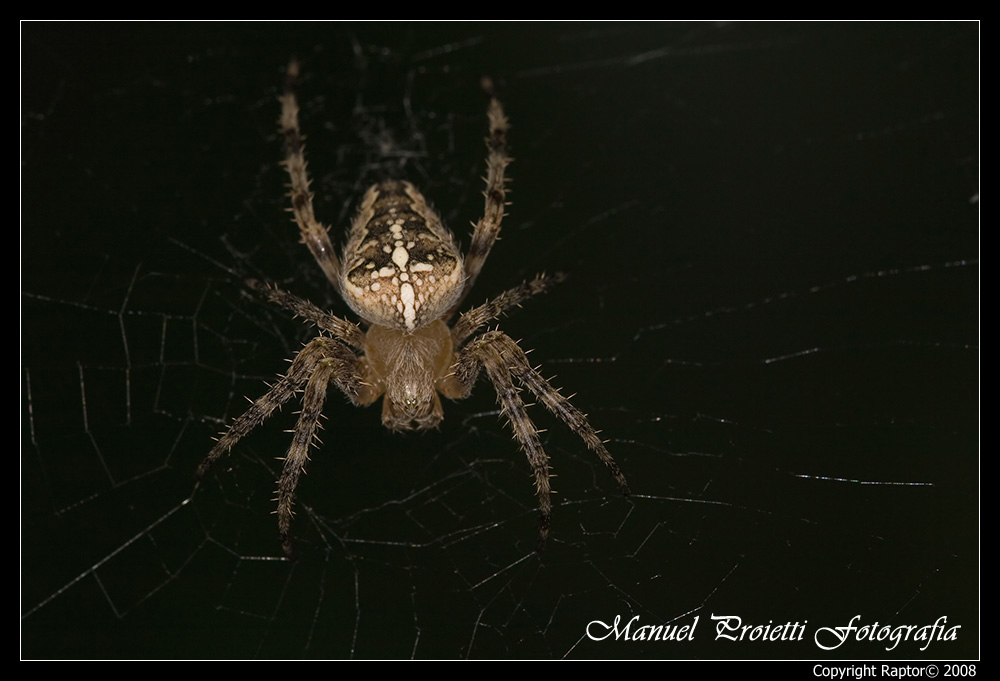 Maschio di Neoscona adianta e Araneus diadematus